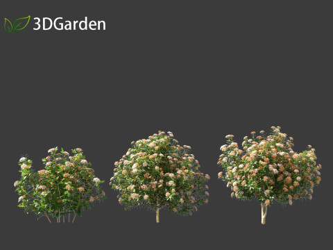 Viburnum tinus - laurustinus Model 3D