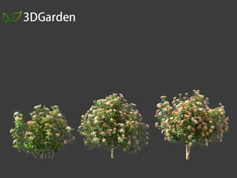 Viburnum tinus - laurustinus 3D Model