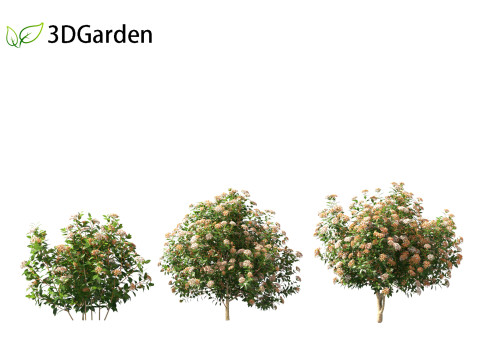 Viburnum tinus - laurustinus Model 3D