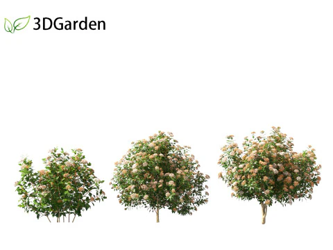 Viburnum tinus - laurustinus 3D Model