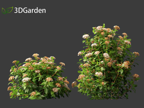Viburnum tinus - laurustinus Model 3D