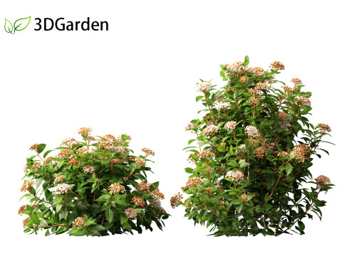 Viburnum tinus - laurustinus Model 3D