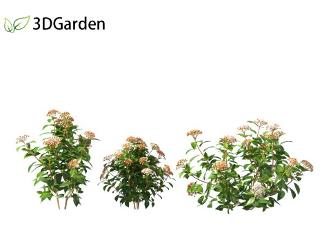 Viburnum tinus - laurustinus 3D Model