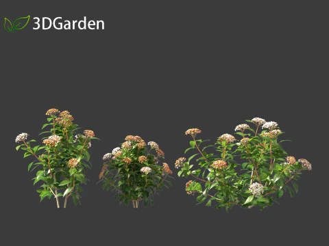 Viburnum tinus - laurustinus 3D Model