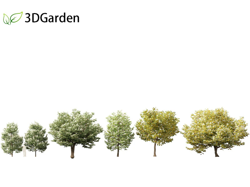 Syringa reticulata - Japanse boomsering 3D Model .c4d .max .obj .3ds .fbx .stl .blend 