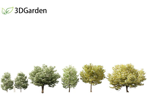 Syringa reticulata - Japanse boomsering 3D Model