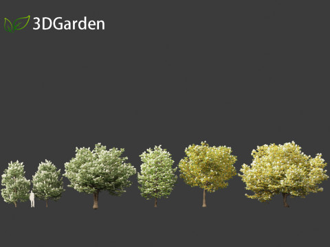 Syringa reticulata - Japanese tree lilac 3D Модель