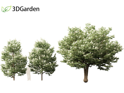Syringa reticulata - Japanese tree lilac 3D Модель