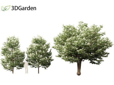 Syringa reticulata - Japanse boomsering 3D Model