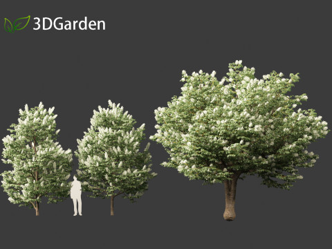 Syringa reticulata - Japanese tree lilac 3D Модель
