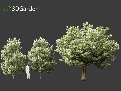 Syringa reticulata - Japanse boomsering 3D Model