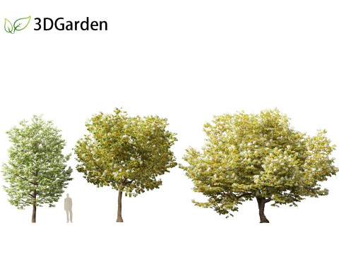 Syringa reticulata - Japanse boomsering 3D Model