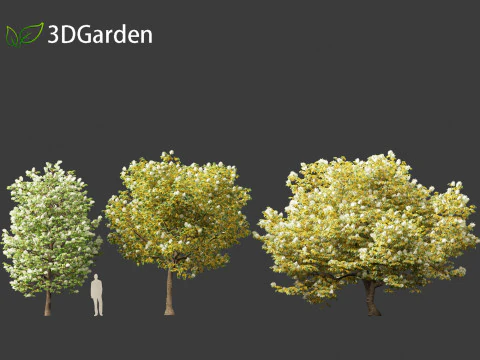Syringa reticulata - Japanse boomsering 3D Model