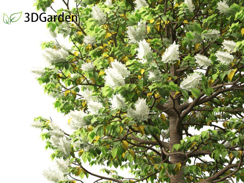 Syringa reticulata - Japanse boomsering 3D Model