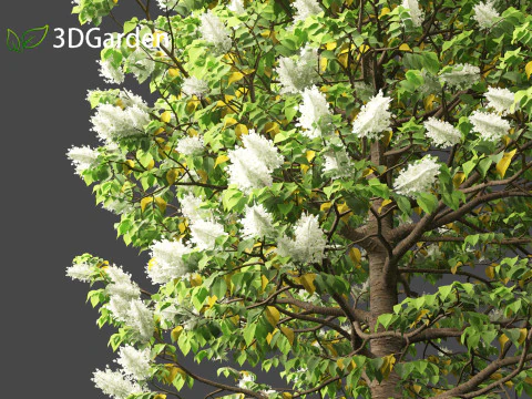 Syringa reticulata - Japanse boomsering 3D Model