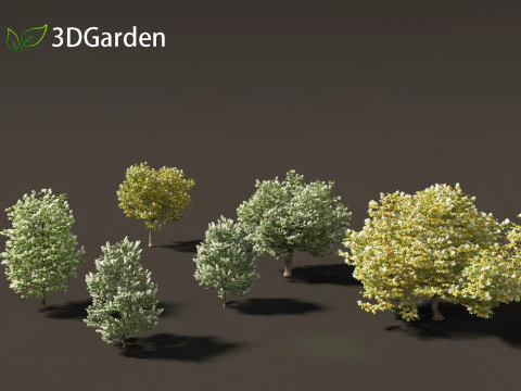 Syringa reticulata - Japanse boomsering 3D Model