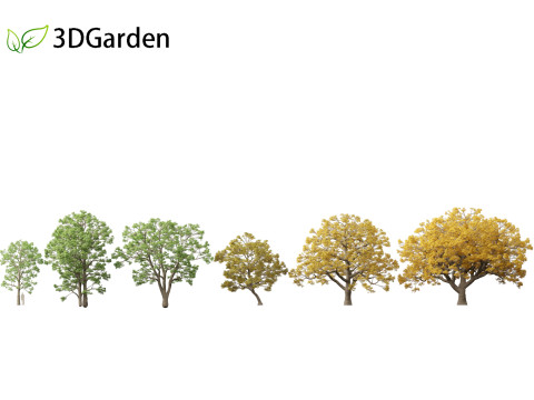 Quercus macrocarpa - Bur oak 3D Model