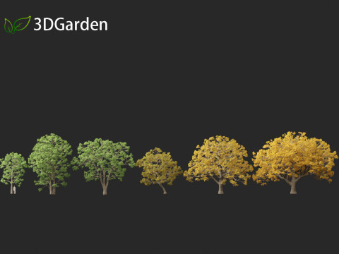 Quercus macrocarpa - Bur oak 3D Модель