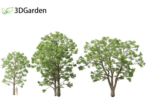 Quercus macrocarpa - Bur oak 3D Модель