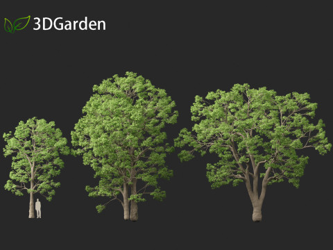 Quercus macrocarpa - Bur oak 3D Модель