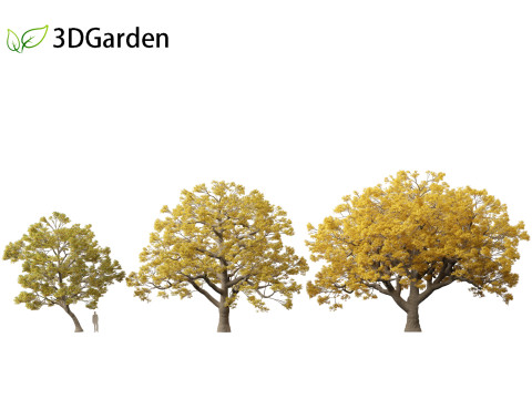 Quercus macrocarpa - Bur oak 3D Модель