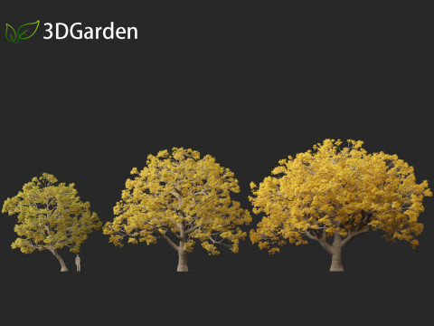 Quercus macrocarpa - Bur oak 3D Модель