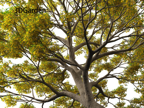Quercus macrocarpa - Bur oak 3D Модель