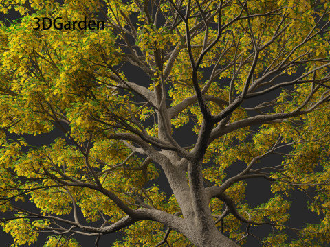 Quercus macrocarpa - Bur oak 3D Модель