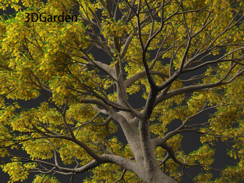 Quercus macrocarpa - Bur oak 3D Model