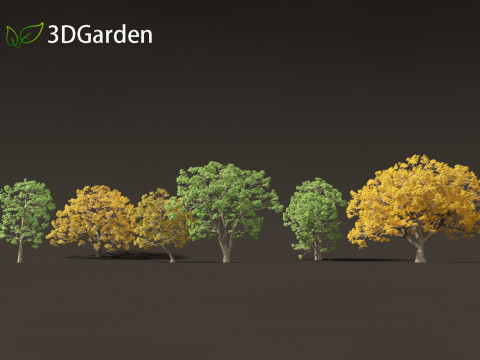 Quercus macrocarpa - Bur oak 3D Модель