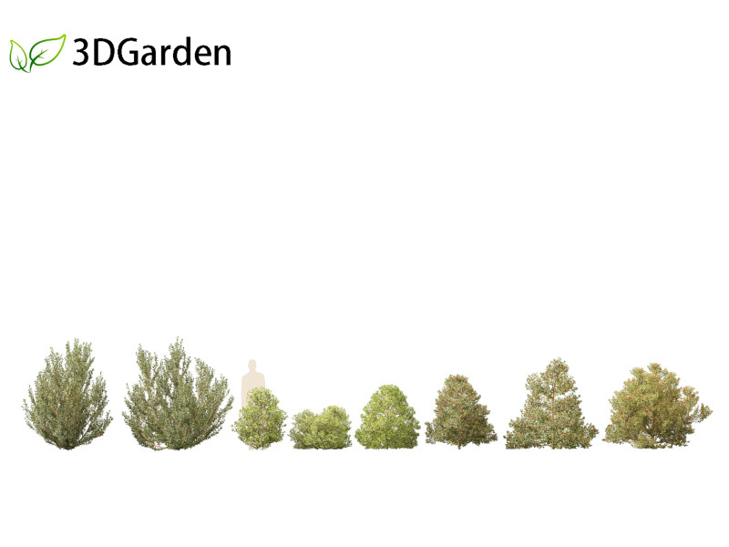 Rhamnus alaternus - Italian buckthorn Model 3D .c4d .max .obj .3ds .fbx .stl .blend 