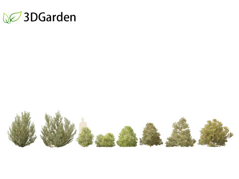 Rhamnus alaternus - Italian buckthorn 3D Model