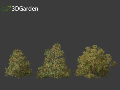 Rhamnus alaternus - Italian buckthorn Model 3D