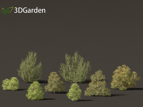 Rhamnus alaternus - Italian buckthorn Model 3D