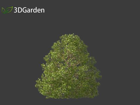 Rhamnus alaternus - Italian buckthorn Model 3D