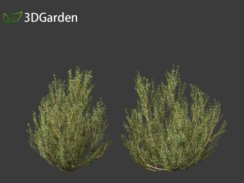Rhamnus alaternus - Italian buckthorn Model 3D