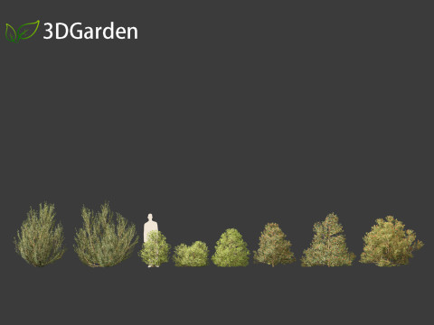 Rhamnus alaternus - Italian buckthorn Model 3D