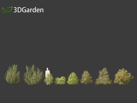 Rhamnus alaternus - Italian buckthorn 3D Model