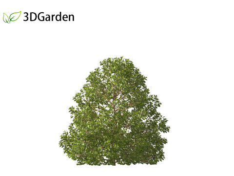 Rhamnus alaternus - Italian buckthorn Model 3D
