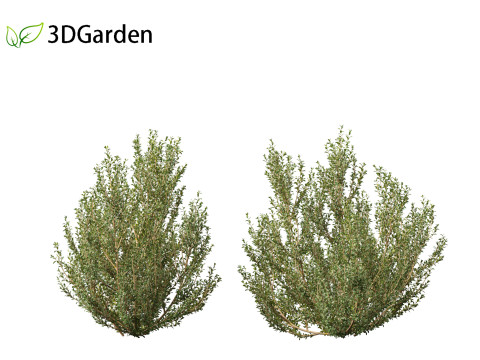 Rhamnus alaternus - Italian buckthorn Model 3D