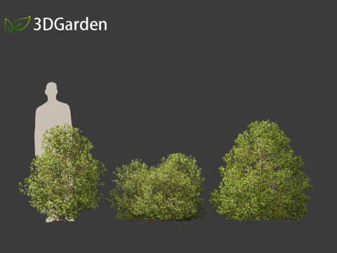 Rhamnus alaternus - Italian buckthorn Model 3D