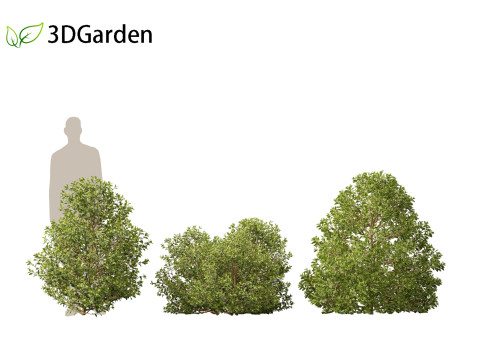 Rhamnus alaternus - Italian buckthorn Model 3D