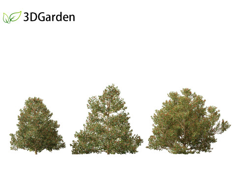 Rhamnus alaternus - Italian buckthorn Model 3D