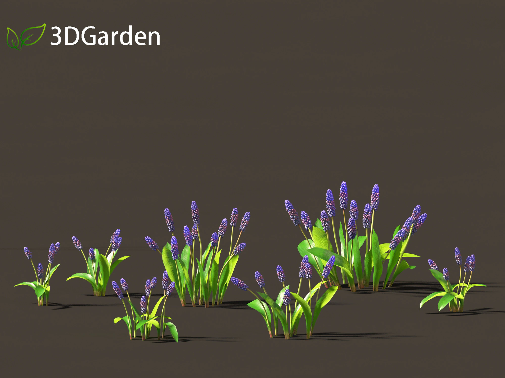 Muscari latifolium - Grape Hyacinth 3D Model .c4d .max .obj .3ds .fbx .stl .blend 
