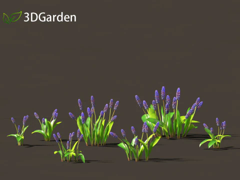 Muscari latifolium - Grape Hyacinth 3D Model