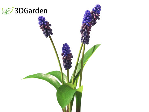 Muscari latifolium - Grape Hyacinth 3D Model