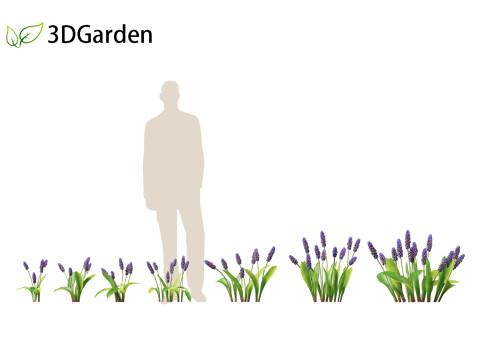 Muscari latifolium - Grape Hyacinth 3D Model