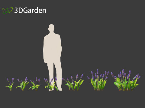 Muscari latifolium - Grape Hyacinth 3D Model