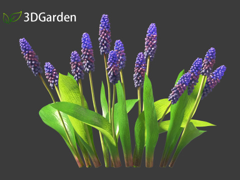 Muscari latifolium - Grape Hyacinth 3D Model