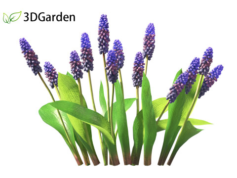 Muscari latifolium - Grape Hyacinth 3D Model